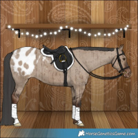 Horse Color:Liver Red Dun Appaloosa Brindle 