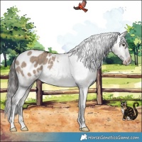 Horse Color:Liver Red Dun Appaloosa Brindle 