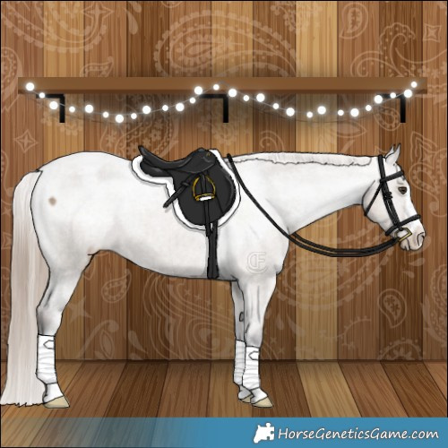 Horse Color:Liver Red Dun Appaloosa Brindle 