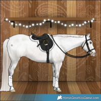 Horse Color:Liver Red Dun Appaloosa Brindle 