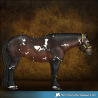 Horse Color:Gray White Spotted Brown 