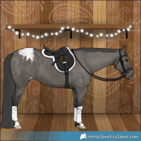 Horse Color:Grullo Appaloosa Brindle 