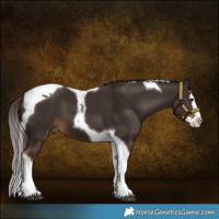 Horse Color:Liver Chestnut Splash Tobiano 