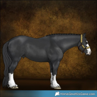 Horse Color:Black 