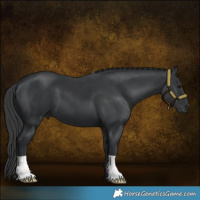 Horse Color:Black 