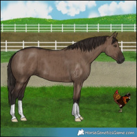 Horse Color:Liver Red Dun Brindle 
