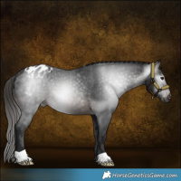 Horse Color:Gray Brown Appaloosa 