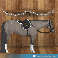 Horse Color:Grullo Appaloosa Brindle 