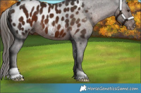 Horse Color:Liver Chestnut Appaloosa 