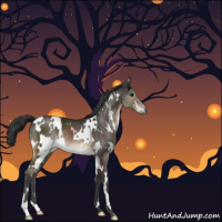 Horse Color:White Spotted Brown 