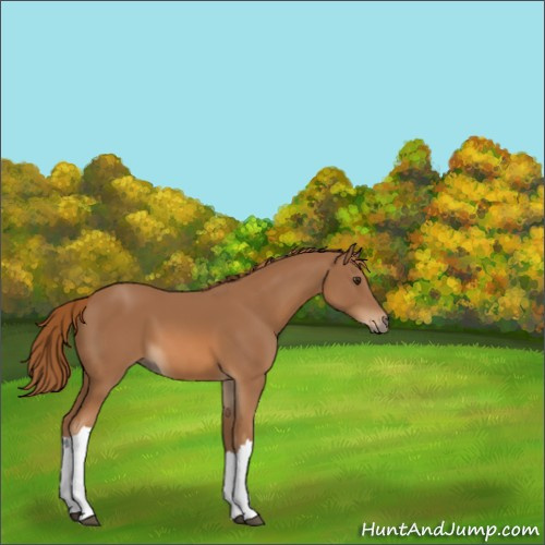 Horse Color:Chestnut 