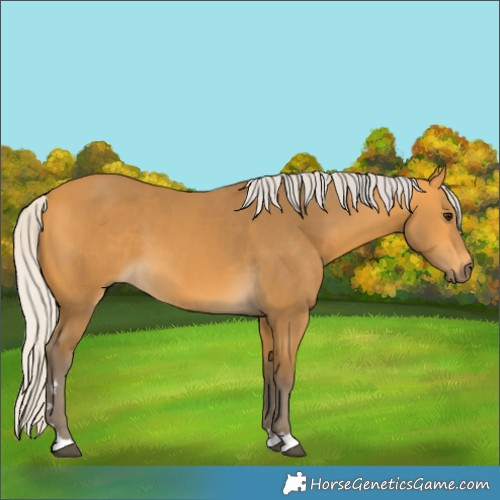 Horse Color:Silver Buckskin 