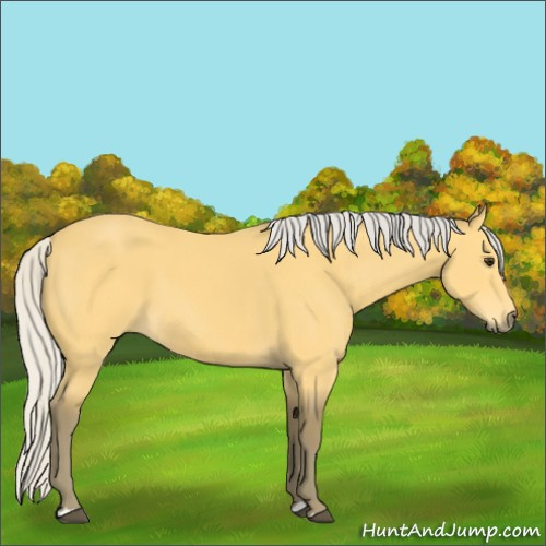 Horse Color:Silver Buckskin 