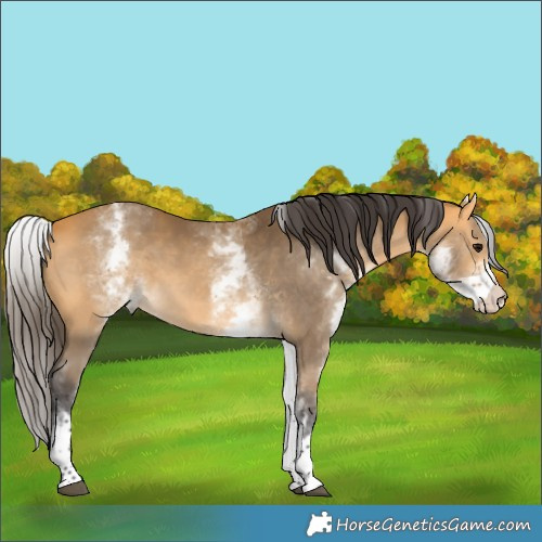 Horse Color:White Spotted Buckskin 