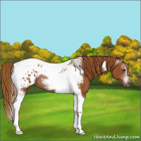 Horse Color:Gray Chestnut Tobiano Frame Blanket Rabicano 