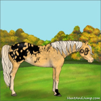 Horse Color:Void Palomino Appaloosa 