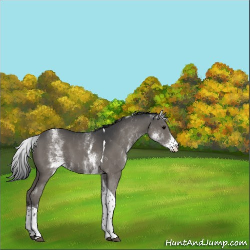 Horse Color:White Spotted Black Tobiano 