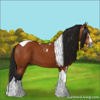 Horse Color:Gray Bay Splash Tobiano 