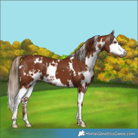 Horse Color:Gray White Spotted Chestnut Splash 