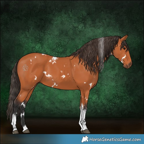 Horse Color:White Spotted Bay Tobiano