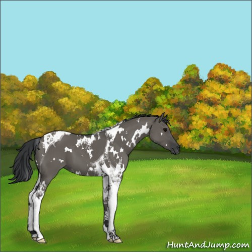 Horse Color:White Spotted Grullo Tobiano 