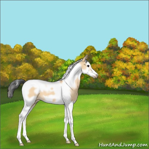 Horse Color:Bay Roan Dun Splash Tobiano Frame 