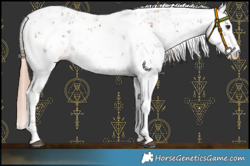 Horse Color:Chestnut Sabino 