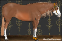 Horse Color:Chestnut Sabino