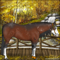 Horse Color:Brown Sabino 