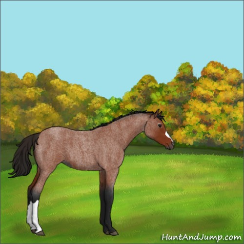 Horse Color:Gray Bay Roan 