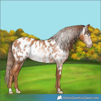 Horse Color:Gray Gold Champagne Appaloosa 