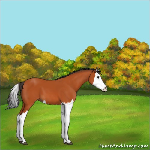 Horse Color:Bay Splash 
