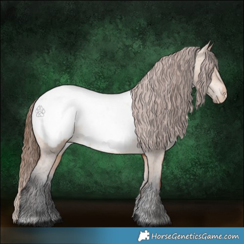 Horse Color:Bay Dun Appaloosa Rabicano 