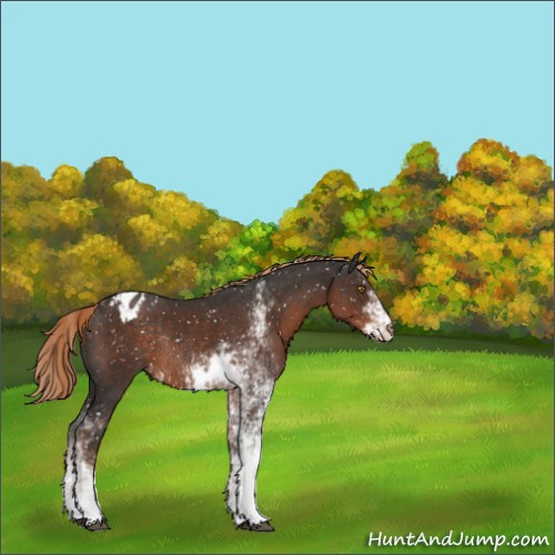 Horse Color:Liver Chestnut Sabino Appaloosa Rabicano 