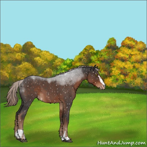 Horse Color:Liver Red Roan Sabino Appaloosa 