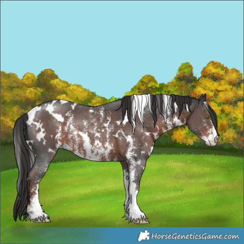 Horse Color:White Spotted Liver Chestnut Sabino Rabicano 