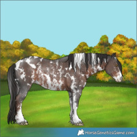 Horse Color:White Spotted Liver Chestnut Sabino Rabicano