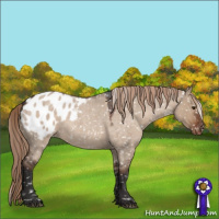 Horse Color:Liver Red Dun Roan Sabino Blanket Rabicano 