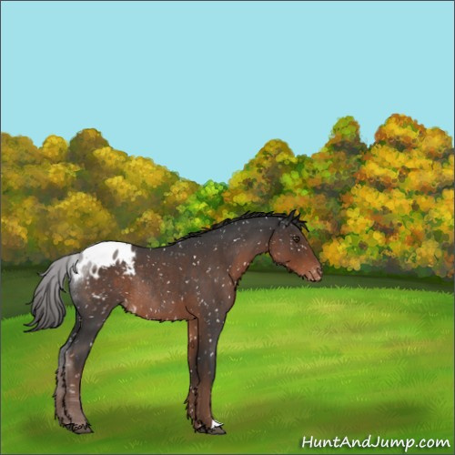 Horse Color:Liver Red Roan Appaloosa Rabicano 