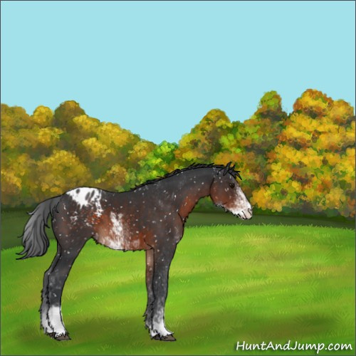 Horse Color:Brown Sabino Appaloosa 