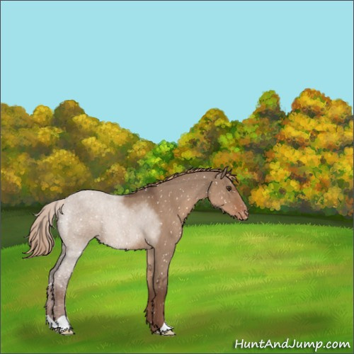 Horse Color:Liver Red Dun Roan Appaloosa 