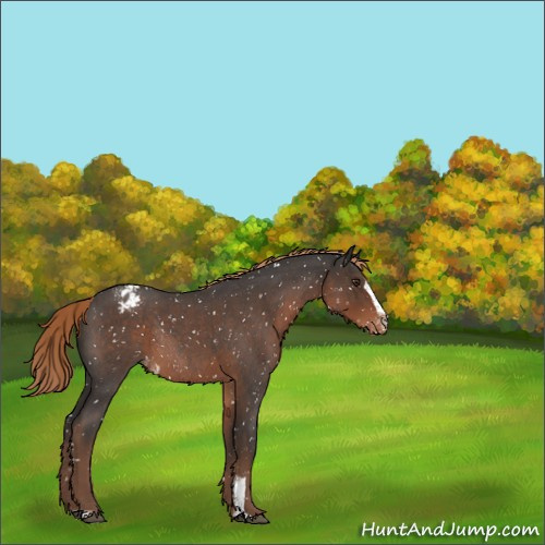 Horse Color:Liver Red Roan Sabino Appaloosa Rabicano 