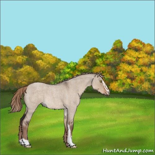 Horse Color:Liver Red Dun Roan Sabino 
