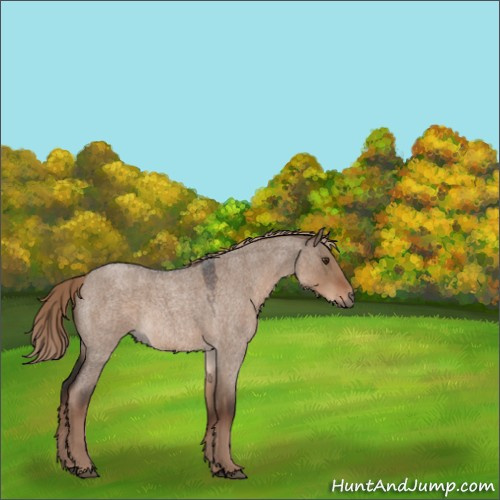 Horse Color:Liver Red Dun Roan 