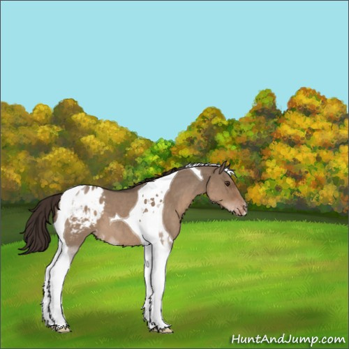 Horse Color:Liver Red Dun Roan Tobiano Appaloosa 