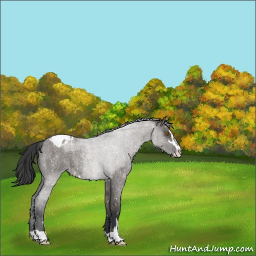 Horse Color:Grullo Roan Sabino Appaloosa Rabicano 
