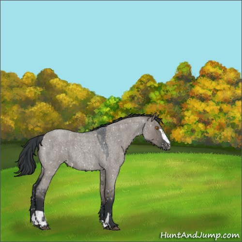 Horse Color:Grullo Roan Sabino Appaloosa 