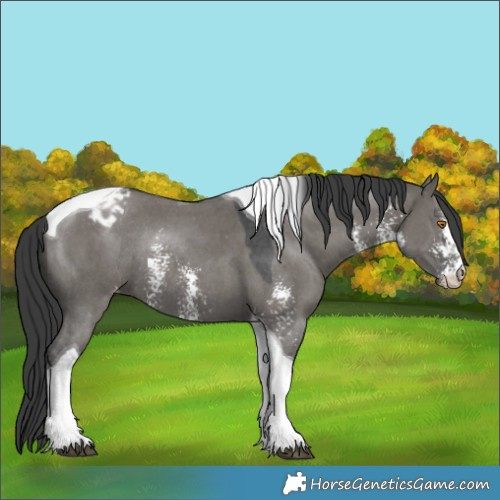 Horse Color:Grullo Sabino Tobiano Appaloosa Rabicano 