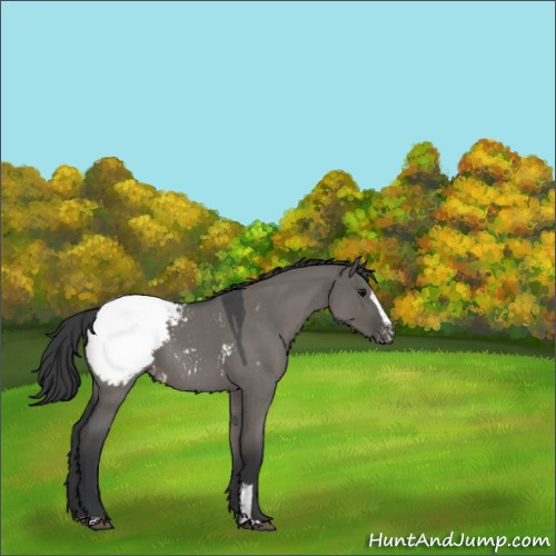 Horse Color:Grullo Roan Sabino Appaloosa 