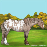Horse Color:Liver Red Dun Roan Appaloosa Rabicano